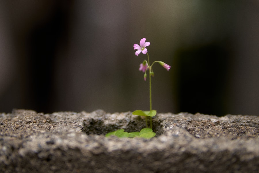 Photo Growth Mindset