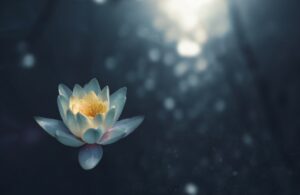Photo Mindfulness
