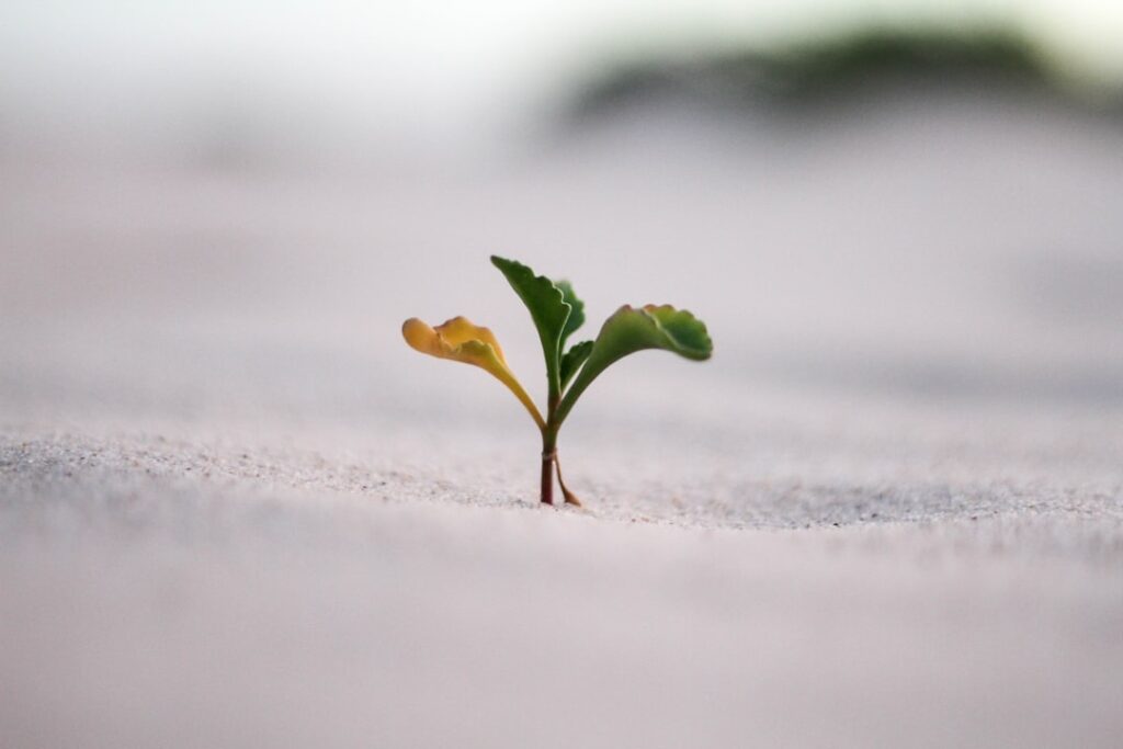 Photo Personal Growth Pathways