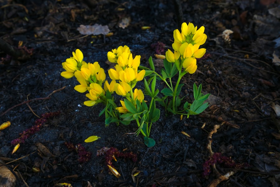 Photo resilience