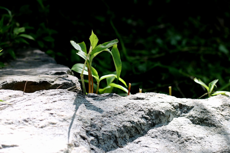 Personal Growth Pathways