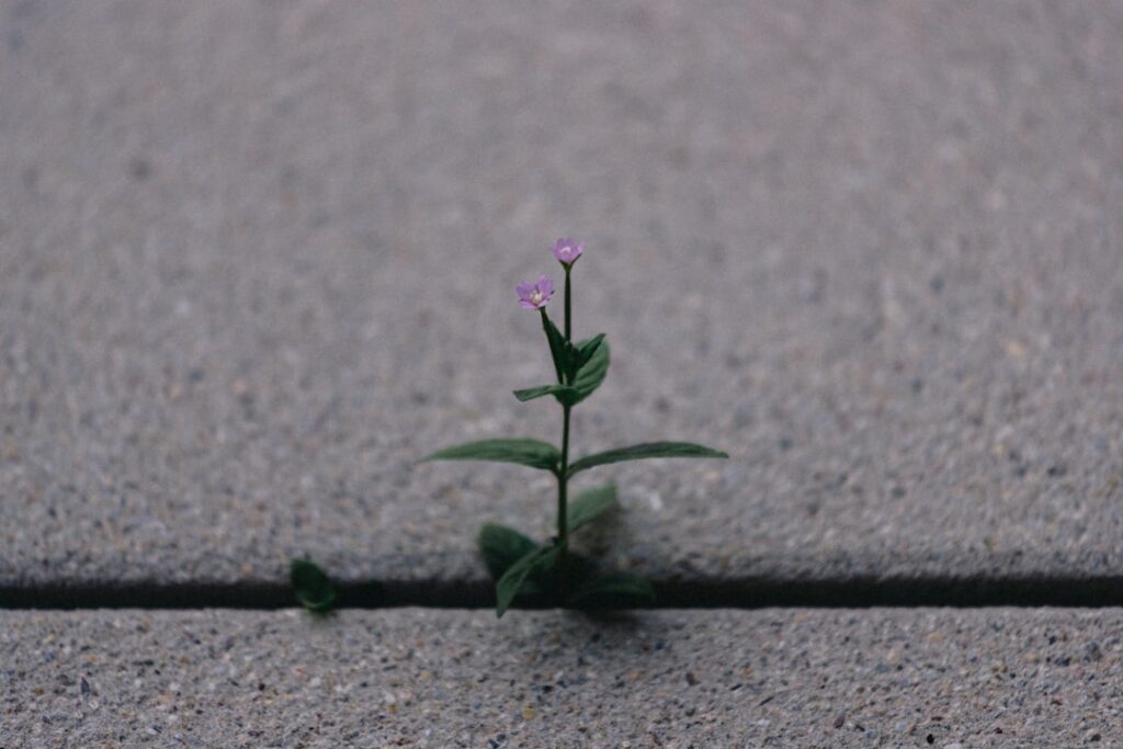 Photo Personal Growth Pathways