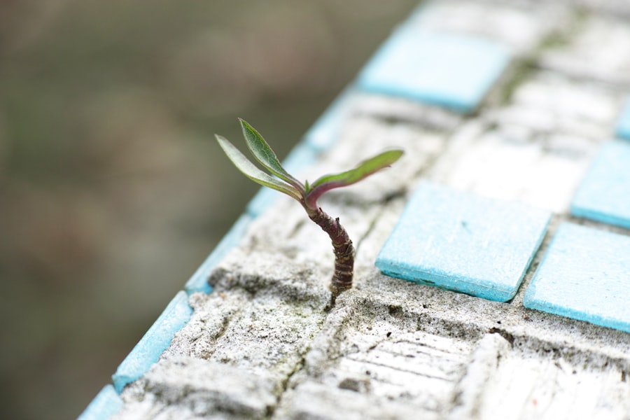 Photo Personal Growth Pathways