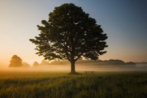 Photo Mindfulness