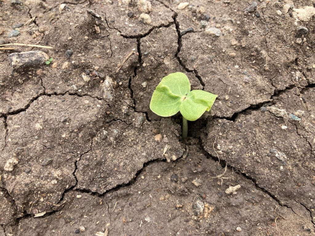 Personal Growth Pathways: How to Build Resilience Through Small Daily Wins